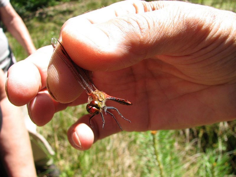 6411 Sympétrum sanguin (mâle)